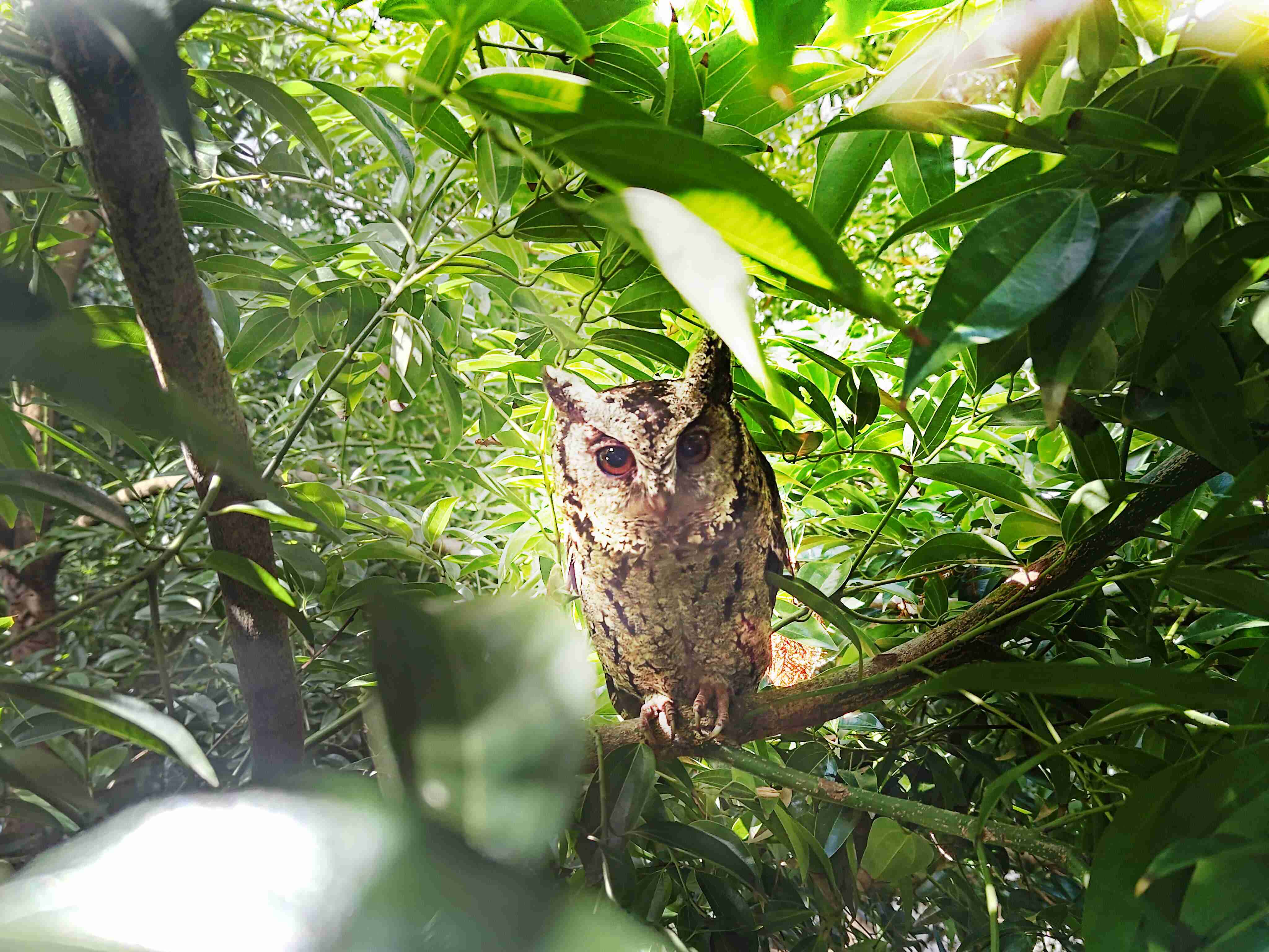 巨星国际致力提倡净零绿生活，，，16年以来在全球各厂区植树逾百万棵，，造就各厂区树木蔚然成林，，，，犹如森林工厂，，，，成为许多生物的栖息地